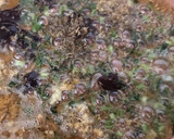Foto del paso 8 de la receta: Alcachofas "alla Villanella"