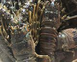 Foto langkah ke 1 dari resep Baby lobster saus singapur.