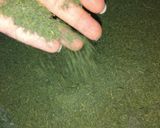 عکس مرحله 1 از دستور خشک کردن شوید تو خونه