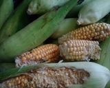 Foto langkah ke 1 dari resep Lepet jagung #BandungRecook2AndreniaGiawati.