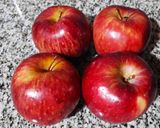 Foto del paso 1 de la receta: Torta húmeda de manzana