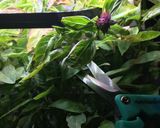 Foto del paso 1 de la receta: Infusión de Flores