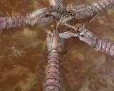 Foto del paso 9 de la receta: Fideuà de galeras y gambitas, al azafrán