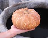 Hình bước làm 1 của món Pumpkin Pudding (bánh flan chay)