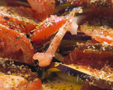 Foto del paso 1 de la receta: Ratatouille