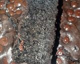 Foto langkah ke 7 dari resep Fudgy Brownies no mixer.