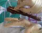 Foto del paso 5 de la receta: Kafta