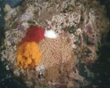A picture of step 4 of Shahi Tomato curry.