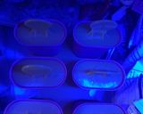 Foto del paso 5 de la receta: Polos de naranja sin azúcar (Thermomix)