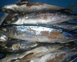 Foto langkah ke 1 dari resep PEPES BAKAR IKAN SALEM... So Yummyyyy...😋😋😋.