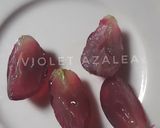 Foto langkah ke 10 dari resep MPASI Cara Memberikan Buah Anggur Pada Bayi.