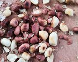 A picture of step 4 of Kolhapuri thecha(green chilli kolhapuri thecha).