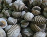 Foto langkah ke 1 dari resep 15. Kerang saos pedas manis💕.