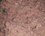 A picture of step 4 of Shami kabab.