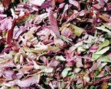 A picture of step 1 of Thandu Keerai Poriyal or Red Amaranth (Stir Fry).