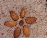 આલમન્ડ (બદામ)નો આથો(almomnd no aatho in Gujarati) રેસીપી સ્ટેપ3ફોટો