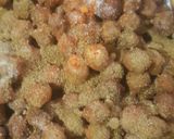 A picture of step 4 of Chana masala spicy.