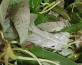 Foto langkah ke 1 dari resep Tumis Kangkung.