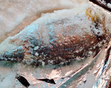 Foto del paso 12 de la receta: Dorada a la sal con verduras