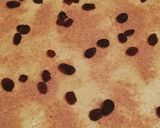 A picture of step 5 of Cinnabon with raisins.