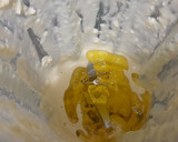 Foto del paso 1 de la receta: Mayonesa de huevo duro