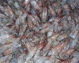 Foto langkah ke 2 dari resep Kaldu udang bubuk homemade #dapoer_putri.