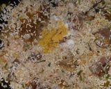 Foto del paso 5 de la receta: Arroz con huesito ahumado
