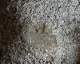 Foto del paso 1 de la receta: Pan de avena