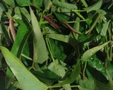 Foto langkah ke 1 dari resep Tumis Kangkung.