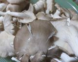 Foto langkah ke 1 dari resep Oseng tahu jamur.