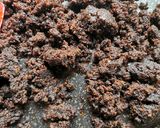 Foto del paso 3 de la receta: Enmoladas de plátano macho