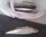 Foto del paso 1 de la receta: Fusilli con sardinas marinadas en cítricos