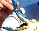 Foto del paso 2 de la receta: Jaiba Azul Chili Crab Thai Style en salsa cremosa de huevo