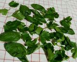 Foto del passaggio 1 della ricetta Penne al pesto e pomodorini