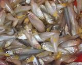 Foto langkah ke 2 dari resep Baby Fish Goreng Tepung.