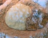 Foto del paso 2 de la receta: Facturas integrales (bajas calorías)