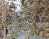 A picture of step 1 of Wheat Sprout Almond Soup.