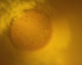 Foto del paso 3 de la receta Batido de Nectarina