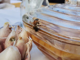 Postrecito de ricota o requesón con polen corbicular y miel de abejas 🐝🍯más nueces en solo un minuto