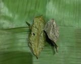 Foto langkah ke 3 dari resep Pepes Jamur Bumbu Kunyit.