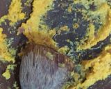 Foto langkah ke 2 dari resep Nasi Kuning Magic Com.