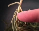Foto del paso 2 de la receta: Romeritos