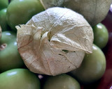 Foto del paso 1 de la receta: Salsa verde