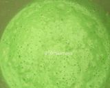 Foto langkah ke 10 dari resep Pukis Pandan Keju (#pr_pukis).