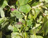 A picture of step 1 of Sarson Palak And Bathua Saag.
