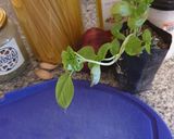 Foto del paso 1 de la receta: Spaghetti con Langostinos a la albahaca