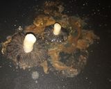 صورة لخطوة 1 من وصفة فطر بري