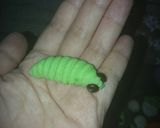 Foto langkah ke 7 dari resep Caterpillars Cookies/Kue Ulat.
