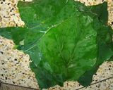 ডাটা + পাতা সহ কৃষ্ণ কচু রান্না রেসিপির ধাপ 1 ছবি