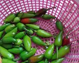 A picture of step 1 of লঙ্কার আচার (green chili's achar recipe in bengali).